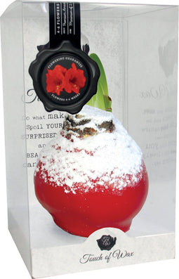 Bloembol Rode Amaryllis Wax kaarsvet Snow Rood cadeauverpakking 'Pl...