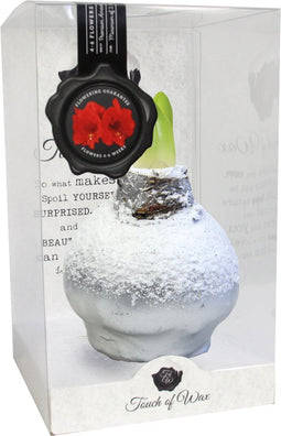 Bloembol Rode Amaryllis Wax kaarsvet Snow Zilver cadeauverpakking '...