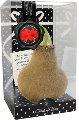 Bloembol Rode Amaryllis Wax kaarsvet Velvet/Fluweel Goud cadeauverp...