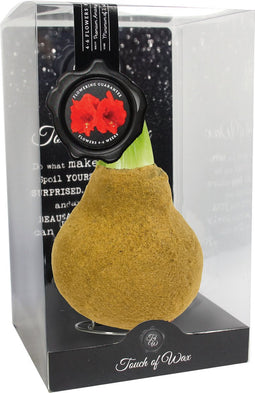 Bloembol Rode Amaryllis Wax kaarsvet Velvet/Fluweel Goud cadeauverp...
