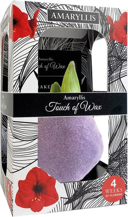 Bloembol Rode Amaryllis Wax kaarsvet Velvet/Fluweel Roze cadeauverp...