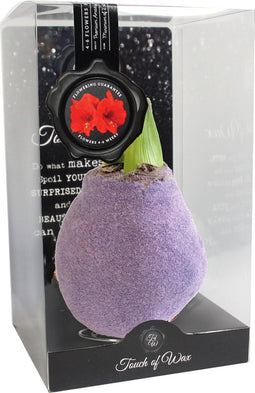 Bloembol Rode Amaryllis Wax kaarsvet Velvet/Fluweel Roze cadeauverp...