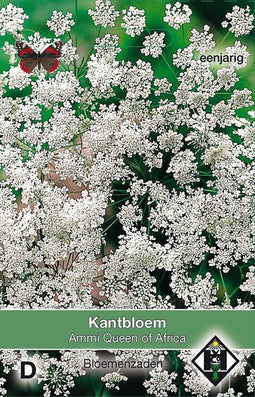 Bloemenzaden Ammi Majus Queen of Africa - 2 Zaden - Wit