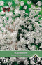 Bloemenzaden Ammi Majus Queen of Africa - 2 Zaden - Wit