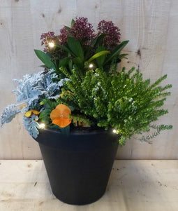 Bloempot antraciet met herfstplanten Skimmia/winterheiden dia. 30 cm