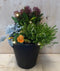Bloempot antraciet met herfstplanten Skimmia/winterheiden dia. 30 cm