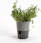 Bloempot met irrigatiefunctie Rosmarin D11cm H14.2cm Antraciet