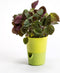 Bloempot met irrigatiefunctie Rosmarin D11cm H14.2cm geel/groen