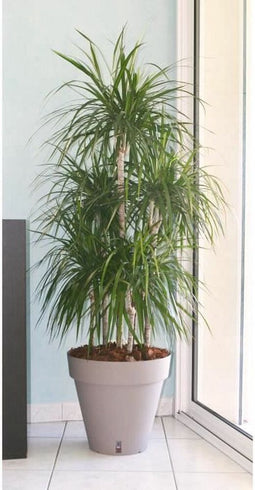 Bloempot Riviera Bruin Taupe Polypropyleen Plastic Cirkelvormig Klot
