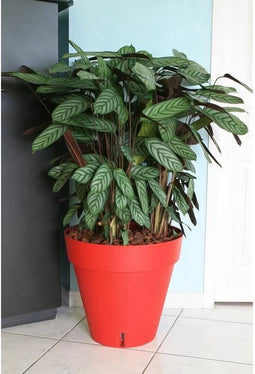 Bloempot Riviera Rood Polypropyleen Cirkelvormig Klot Ø 50 cm