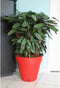 Bloempot Riviera Rood Polypropyleen Cirkelvormig Klot Ø 50 cm