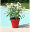Bloempot Riviera Soleilla 60 x 54 cm Cirkelvormig Rood