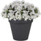 Bloempot Toscane kunststof antraciet grijs D30 x H26 cm - 10 liter - Bloempotten/plantenpotten