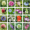 Blossombs Bloembommetjes Giftbox Small - 7 Zaadbommetjes - Cadeau