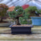 Bonsai Oefenpotten Set - 6 Hoogwaardige Kunststof Potten met Dienbladen | Perfect voor Beginners & E