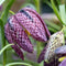 Plant in a Box - Fritillaria Meleagris - x60 - Kievitsbloem - Bloembollen voor Tuin, Terras of Balkon