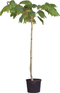 2 stuks! Perzische slaapboom Albizia julibrissin h 125 cm st. omtre...