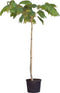 2 stuks! Perzische slaapboom Albizia julibrissin h 125 cm st. omtre...