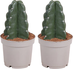 Plant in a Box - Cereus jamacaru - Cactus Cuddly - Set van 2 - Cactus zonder doornen - Perfecte cactus voor huishoudens met kinderen - Pot 12cm - Hoogte 25-30cm