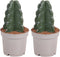 Plant in a Box - Cereus jamacaru - Cactus Cuddly - Set van 2 - Cactus zonder doornen - Perfecte cactus voor huishoudens met kinderen - Pot 12cm - Hoogte 25-30cm