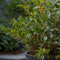 Plant in a Box - Sarcococca Confusa - Set van 2 - Vleesbes - Witte bloemen in de winter - Tuinplant - Pot 17cm - Hoogte 30-40cm