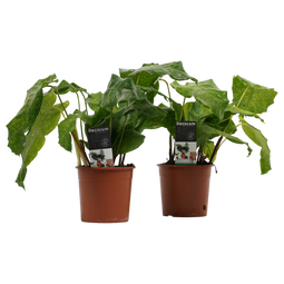 Duo Calathea Network ↨ 45cm - 2 stuks - hoge kwaliteit planten
