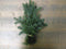 4 stuks Kerstgroen Nobilis groen blauw
