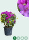 Rhododendron 'Azurro' | Rhododendron 'Azurro' | Bomenbezorgd.nl