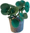 KidsDepot Plant Pileo Pepero Vilt - Sierplant - Kunstplant - Kinderkamer of woonkamer