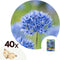 Plant in a Box - Allium Caeruleum - x40 - Blauwe Kogellook - Bloembollen voor Tuin, Terras of Balkon
