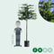 Leihaagbeuk 150 cm | Carpinus betulus 8-12 cm 150 cm| Bomenbezorgd.nl