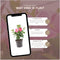 Plants by Frank - Set van 6 Mandevilla Roze Planten - 6 x Dipladenia Roze in 12 cm Pot - Mediterrane Planten - Vers uit de Kwekerij geleverd - Klimplanten