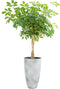 Schefflera arboricola ‘Compacta’ in grijze sierpot (vaas Nova concrete) - Hoogte ↕ 120cm - pot ∅ 29cm