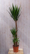 Kamerplant Yucca 180 cm