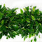 Kamerplant van OnlyPlants - 2x Green kinky - ↕ 28 cm - Ficus benjamina