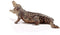 Schleich WILD LIFE - Krokodil - 14736