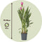 Plant in a Box - Curcuma alismatifolia Siam Supreme - Set van 2 - Tropisch bloeiende kamerplant Kurkuma - Pot 19cm Hoogte 70-90cm