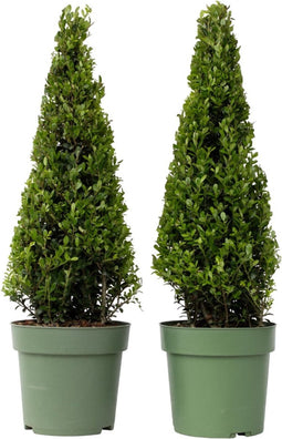 Plant in a Box - Ilex crenata 'Piramide' - Japanse hulst - set van 2 - Tuinplant - Potplant - ⌀21 cm - Hoogte 55-65 cm
