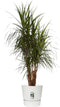 Dracaena Marginata in Elho® Greenville pot white ↨ 100cm - hoge kwaliteit planten