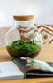 Growing Concepts DIY Duurzaam Ecosysteem Bol - H30xØ18cm