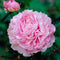 Plant in a Box - Paeonia 'Mix Pink/White' - Set van 2 - Pioenen - Bloemknollen - Zomerbloeiers - Tuinbloemen - Roze/Wit