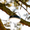 Aqiila Lightbird BL10 - Campinglamp Powerbank 10.000mAh 300 lumen - Zwart