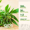 Body & Mind Botanicals - Gember Hennep Thee - Vegan & Biologisch - Welzijnsproduct - 10 Theezakjes - 350mg CBD per Doos