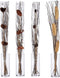 Boeketten 100 cm Grijs Natuurlijk (24 Stuks)
