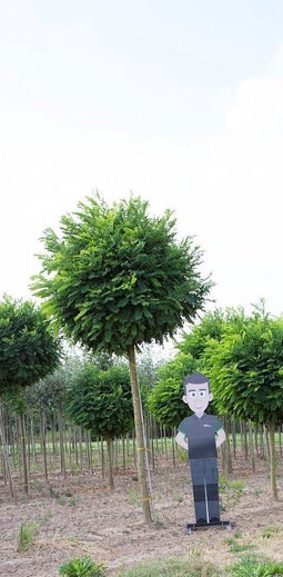 Bol acacia volgroeid Robinia ps. Umbraculifera h 315 cm st. omtrek...