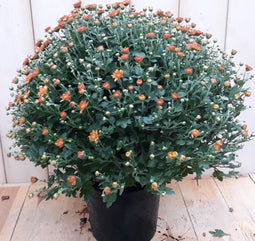 Bol Chrystant koper