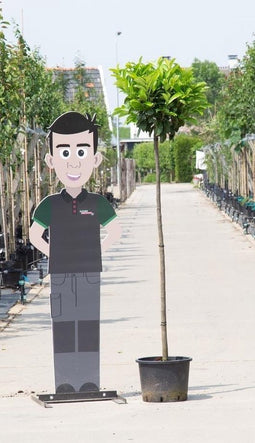 Bol Laurier Etna Prunus l. Etna stamhoogte 150 cm stamomtrek 4-8 cm