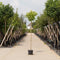 Bol plataan - ‘Platanus hispanica Alphen's Globe’ 180 cm stamhoogte (6 - 10 cm stamomtrek)