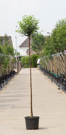 Bol sierkers 180 cm stamhoogte | Prunus em. 'Umbraculifera' 6-10 cm 180 cm| Bomenbezorgd.nl