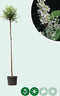 Bol sierkers 180 cm stamhoogte | Prunus em. 'Umbraculifera' 6-10 cm 180 cm| Bomenbezorgd.nl